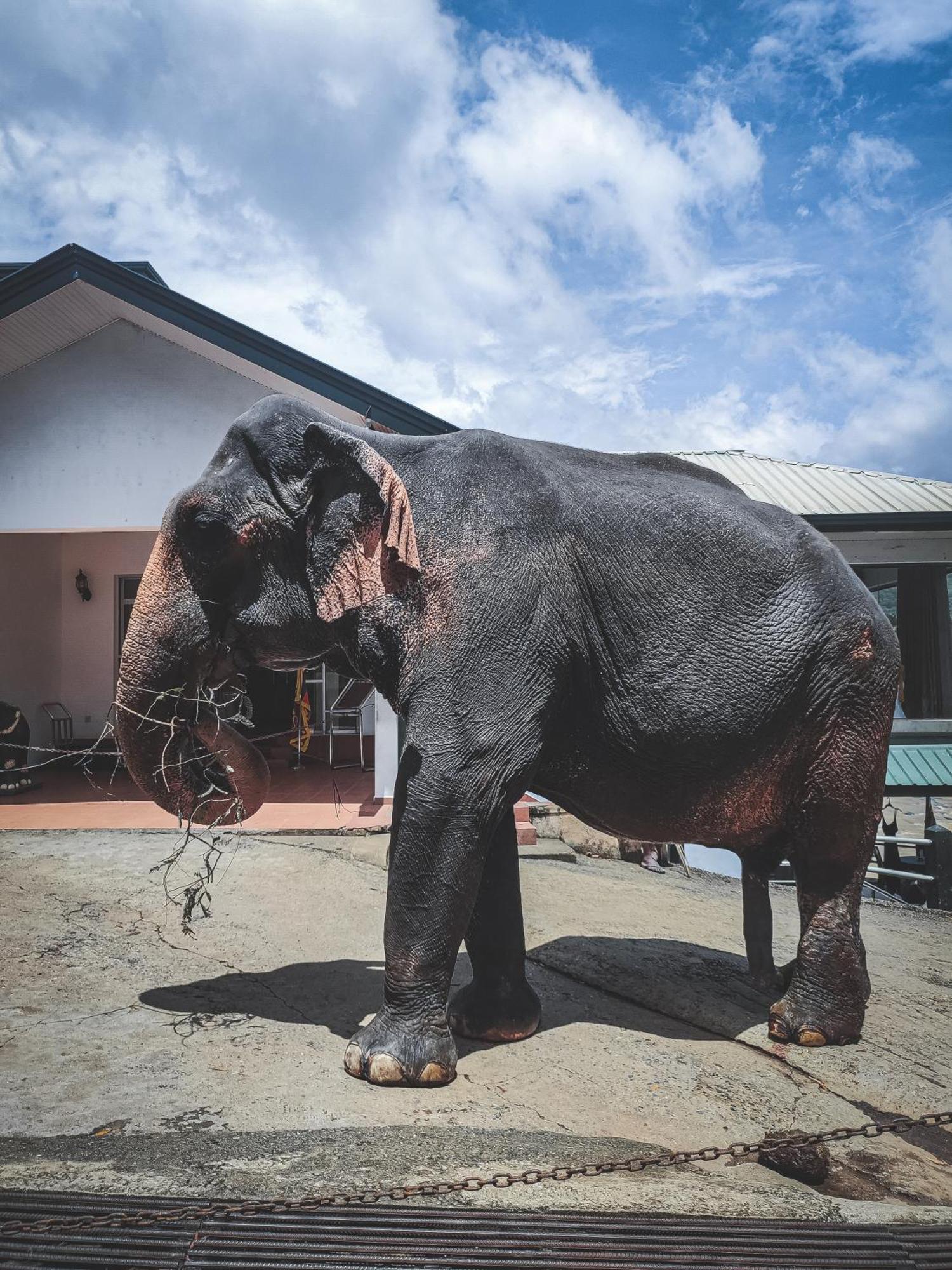 Hotel Elephant Park - New Deal! Half Off Airport Pickups Available Pinnawala  Exteriér fotografie