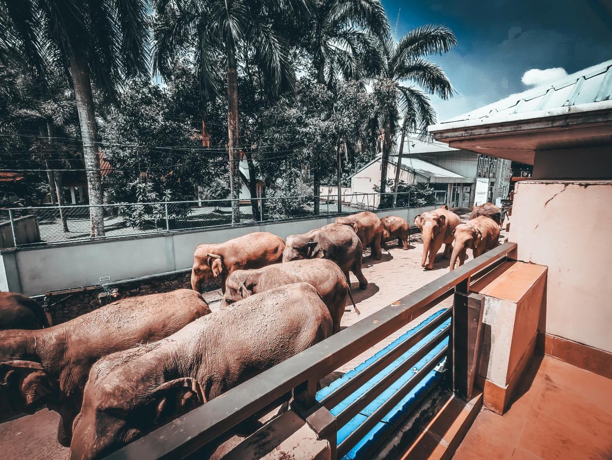 Hotel Elephant Park - New Deal! Half Off Airport Pickups Available Pinnawala  Exteriér fotografie