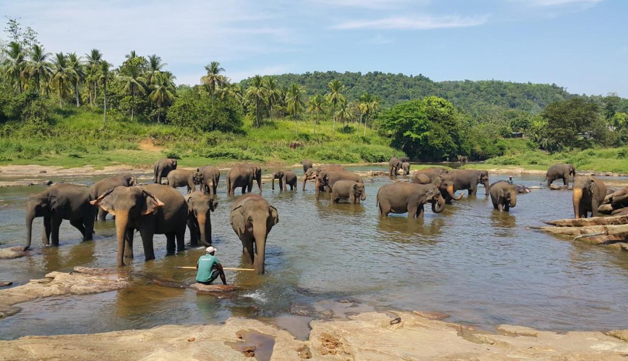 Hotel Elephant Park - New Deal! Half Off Airport Pickups Available Pinnawala  Exteriér fotografie