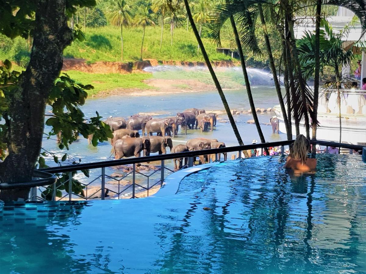 Hotel Elephant Park - New Deal! Half Off Airport Pickups Available Pinnawala  Exteriér fotografie
